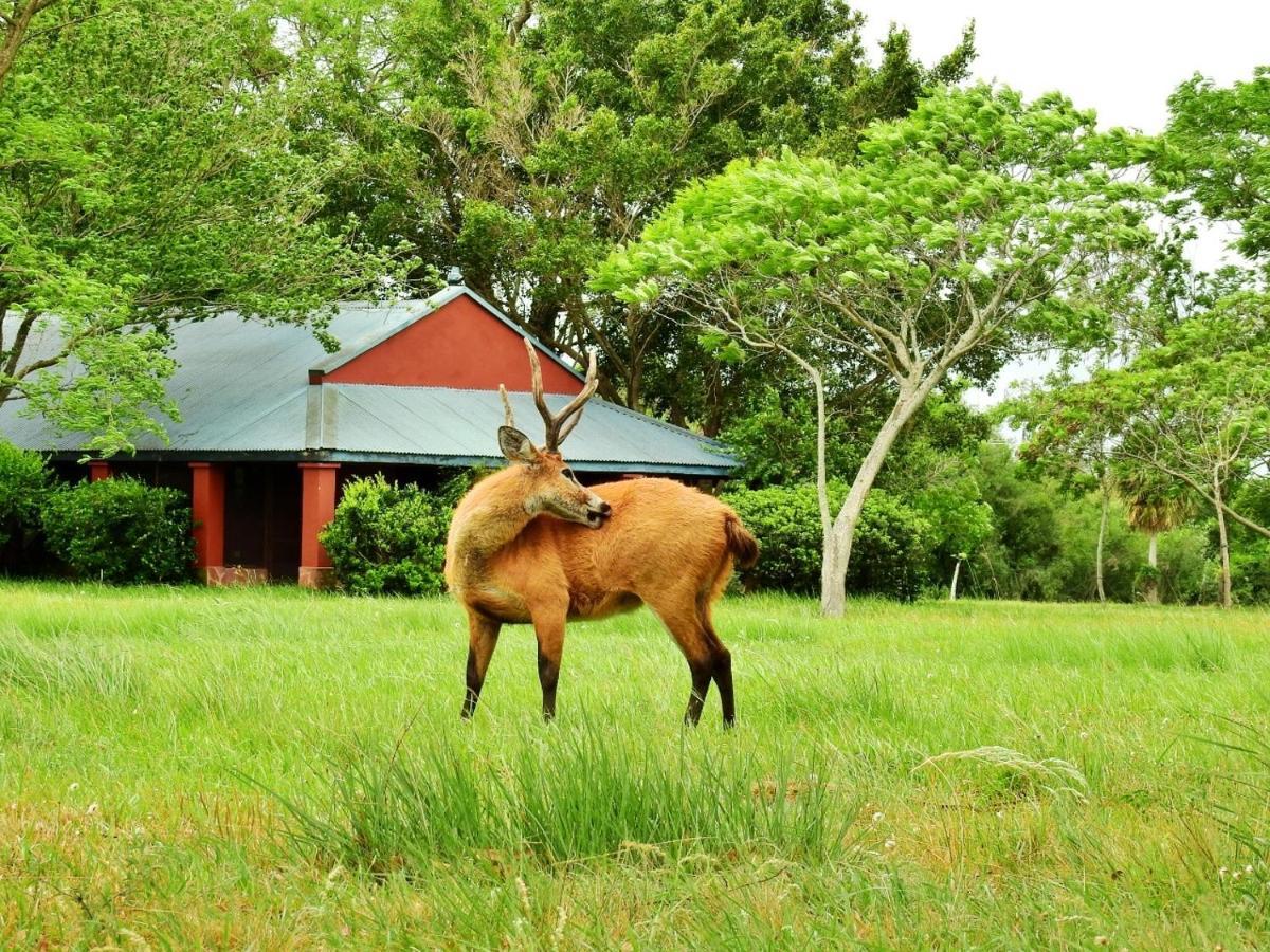 Estancia Ibera كولونيا كارلوس بيليجريني المظهر الخارجي الصورة